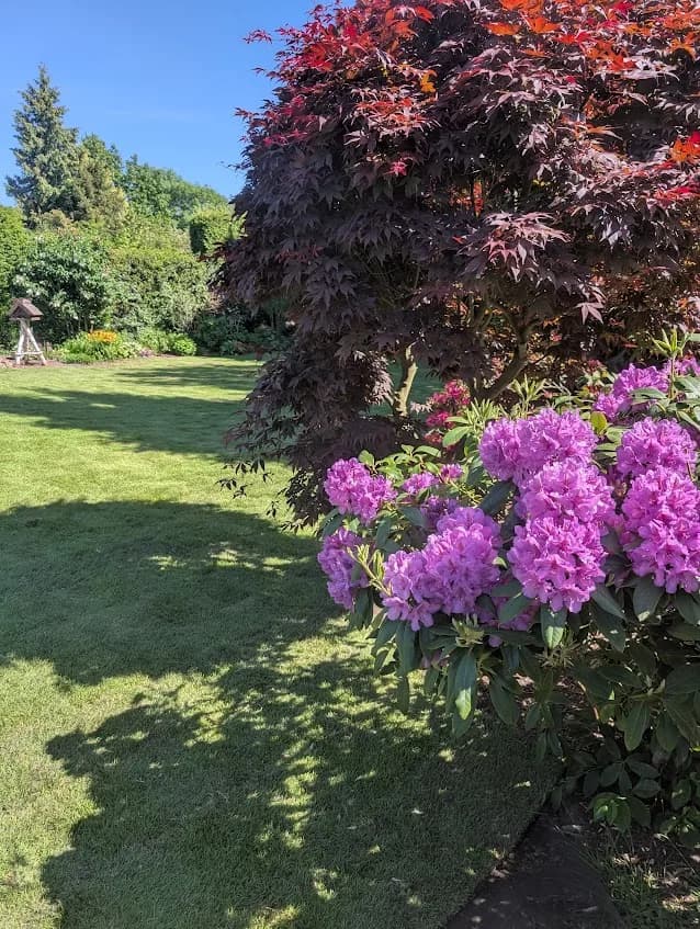 Angelegte Gartenanlage mit Rhododendron im Kreis Pinneberg
